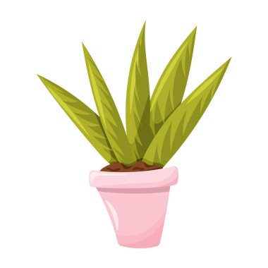 Saksıda ev bitkisi. Ev dekorasyonu ögesi.