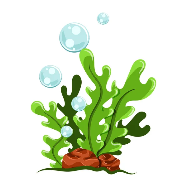Cartoon Seaweed Bubbles Illustration Isolated White Background — 스톡 벡터
