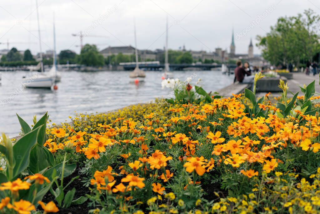 beautiful flowers by lake Zurich, Switzerland