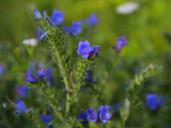 Güneşli bir yaz akşamında yeşil bir çimenlikte mor erkeksi çiçekleri olan sevimli mavi Echium vulgare çiçeklerine yakın çekim..