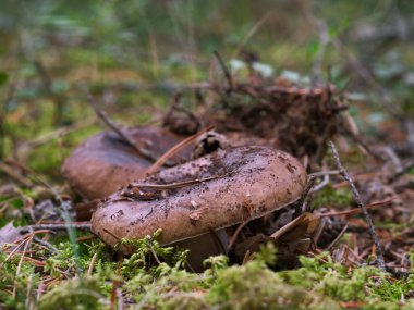 Güneşli bir günde yeşil yosunlu bir orman zemininde doğal ortamında kahverengi lamellar mantarlı güçlü bir fotoğrafın yakın çekimi..
