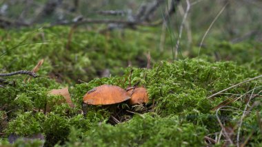 Genç Xerocomus mantarlarından oluşan iki güzel ve güçlü turuncu başlık bataklık yosunlarının yemyeşil yeşilini dikizliyordu..