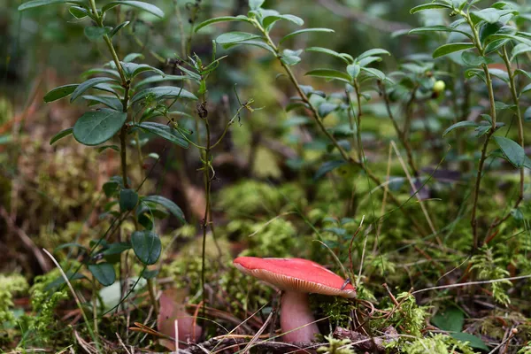 Seta Pequeña Fuerte Russula Hermosa Roja Sangre Bosque Sobre Musgo — Foto de Stock