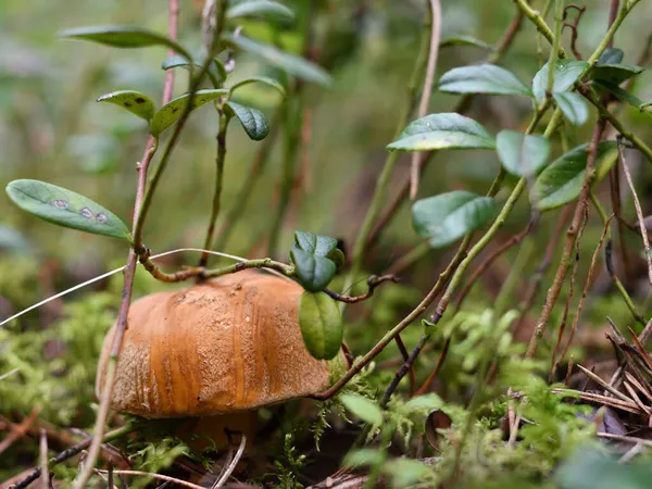 Beau Robuste Petit Champignon Mousseux Orange Dans Forêt Parmi Les — Photo