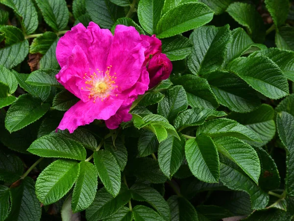 Close Bright Beautiful Pink Purple Rosehip Flower Backdrop Lush Green — Stock Photo, Image