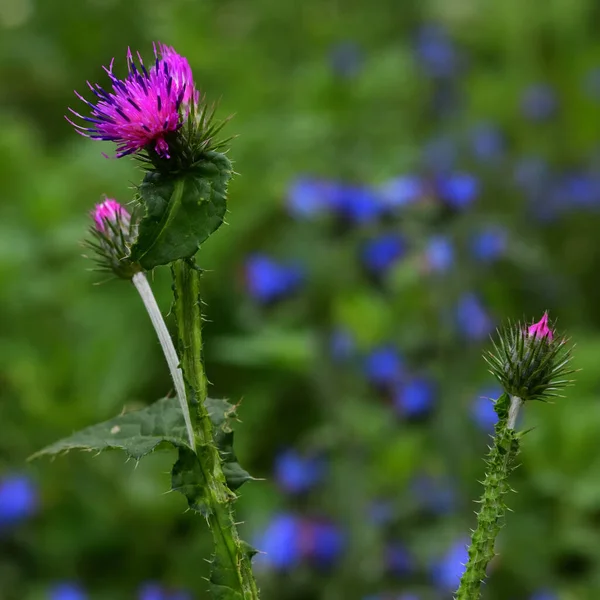 Wspaniały Oset Purpurowymi Ciernistymi Kwiatami Tle Gęstwiny Delikatnego Niebieskiego Echium — Zdjęcie stockowe