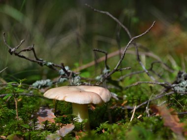 Güçlü, harika russula, hafif pembe renkli, ormandaki yeşil yosunlu, doğrudan güneş ışığı altında..