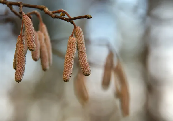 Detailní Záběr Zralých Květů Tvaru Náušnic Lískových Oříšků Přírodním Lesním — Stock fotografie