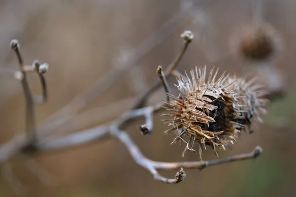 Kurumuş ama güzel bir sonbahar patlaması. Gün batımından önce ormanda..