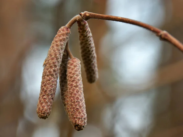 Detailní Záběr Větvičky Hnědou Lískovou Náušnicí Květenství Přírodním Prostředí Podzimního — Stock fotografie