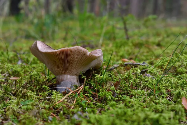 Közelkép Egy Túlérett Gomba Oldaláról Russula Acrifolia Fehér Fekete Sapkával — Stock Fotó