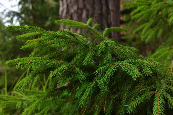Крупним Планом Красиві Зелені Пухнасті Гілки Молодої Ялинки Лісі Сонячний — стокове фото