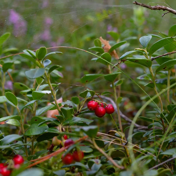 Las Bayas Maduras Rojas Del Arándano Rojo Sobre Arbusto Por —  Fotos de Stock