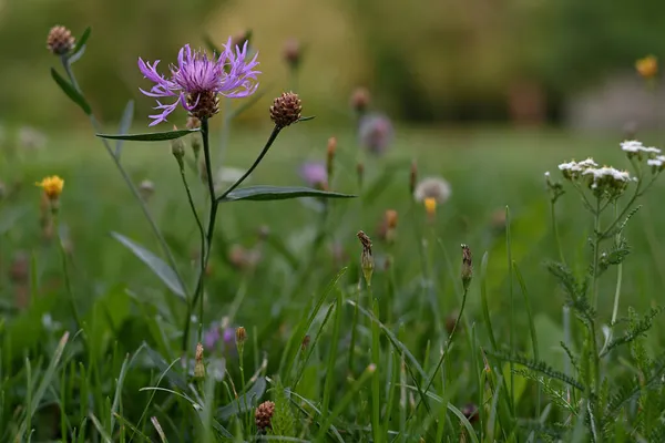 Yakın plan mor çelenk, şehrin bahçesinde, kır çiçekleri ve bitkilerin arasında, güneşli yaz akşamı..