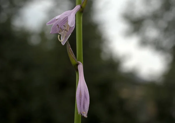 Close Raminho Hosta Com Flores Roxas Contra Fundo Céu Árvores — Fotografia de Stock