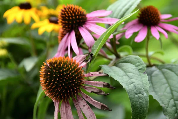 Echinacea purpurea 'ya yakın çekim, büyük küre şeklinde kırmızı-kahverengi çekirdekli ve solgun yapraklı, bulutlu bir yaz akşamı..