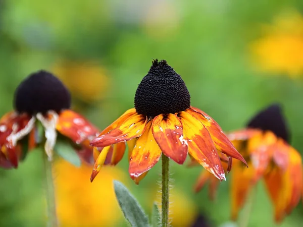 Gros Plan Magnifique Rudbeckia Flétrissant Avec Grand Noir Teinte Pourpre — Photo