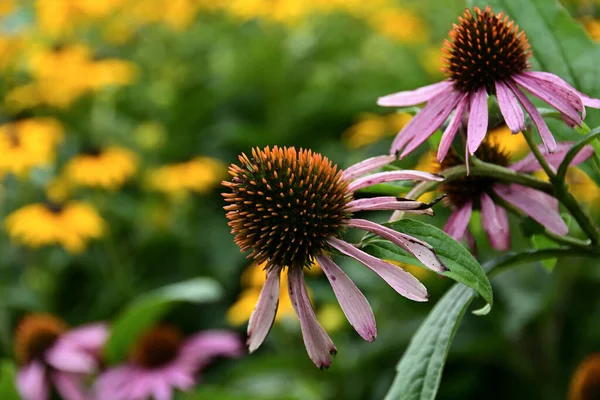 Close Coração Marrom Avermelhado Com Pétalas Roxas Desbotadas Echinacea Purpurea — Fotografia de Stock