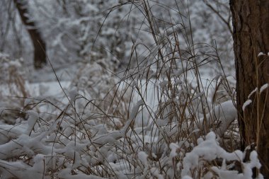 Kış ormanı manzarası, karlı bir ormanın bokeh 'ine karşı yumuşak karla kaplanmış sarı bir çim çalısı..