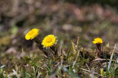 Sarı ilkbahar çiçekleri. Kolayaklar. Güneşli bir günde doğal ortamda detaylıca yaklaşırlar..