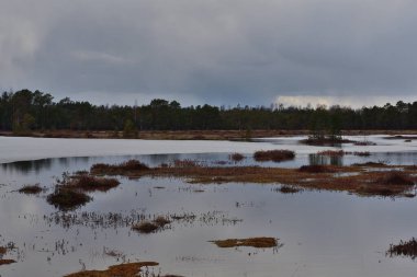 Eriyen buz kalıntılarıyla dolu bir bataklık gölü, farklı renkte yosunlarla ve küçük çamlarla kaplı adacıklar, karışık bir ormanın arka planına karşı ve bulutlu bir gökyüzü ve gök gürültülü bulutlarla kaplı..