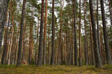 Direkli çamlarla kaplı bir yaz ormanında, aşağıdan yukarıya bakan, yumuşak güneş ışığının içinden geçtiği hafif bulutlar.