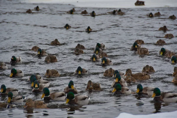 Bulutlu ve soğuk bir günde, yaban ördekleri buzdan buz kütlesine çözülmemiş nehir boyunca yüksek hızlı bir kış yüzüşü organize ettiler..