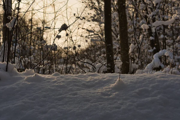 Primer Plano Una Deriva Nieve Sombra Bosque Mixto Sobre Fondo — Foto de Stock