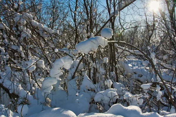 Los Matorrales Cubiertos Nieve Arbustos Salvajes Invierno Helado Día Soleado — Foto de Stock