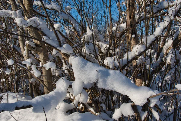 Ramas Arbustos Salvajes Cubiertas Nieve Fresca Esponjosa Día Soleado Invierno — Foto de Stock