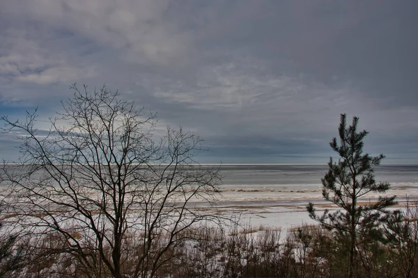 Krajobraz Wybrzeża Bałtyku Wczesną Wiosną Pierwszym Planie Krzak Młoda Sosna — Zdjęcie stockowe