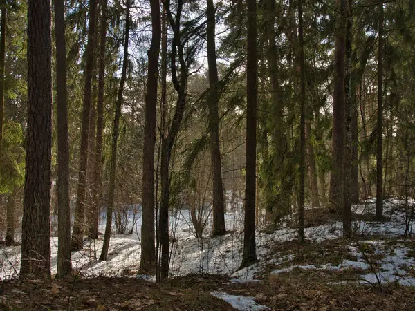 Die Landschaft Eines Fichtenwaldes Dem Ein Wenig Frühlingssonne Durch Die — Stockfoto