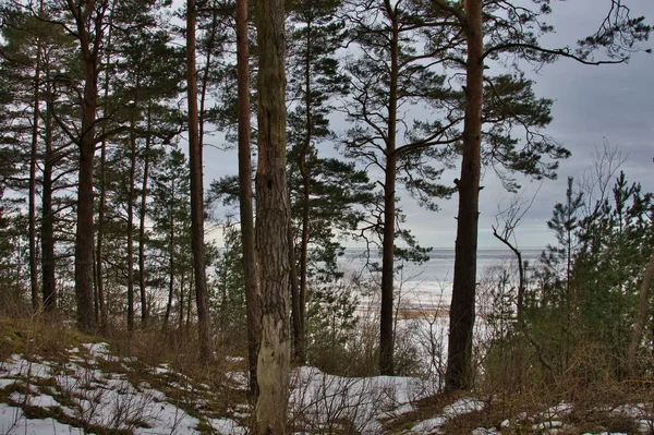 Einem Kiefernwald Der Hügeligen Ostseeküste Vor Dem Hintergrund Eines Wolkenverhangenen — Stockfoto