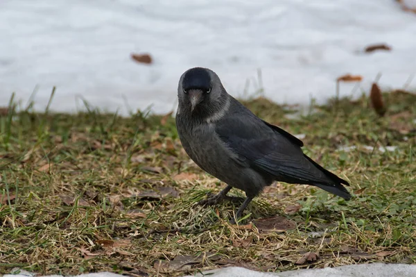 Primer Plano Una Mancha Gris Negra Parche Descongelado Primavera Con —  Fotos de Stock