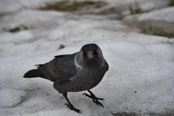 Primer Plano Una Garra Que Encuentra Nieve Primavera Derretida Mira —  Fotos de Stock