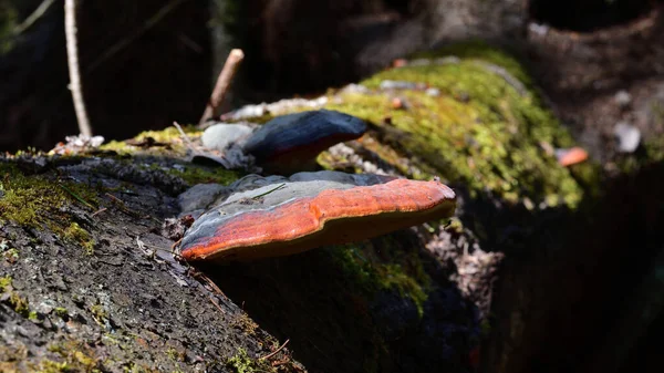 Close Tinder Fungus Distinctive Brown Reddish Border Edges Mushroom Natural — Stock Photo, Image