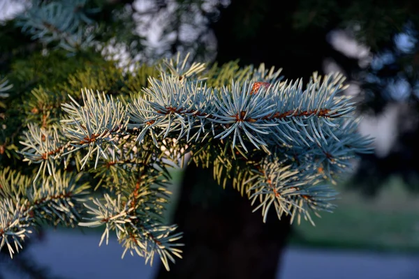 Beautiful Sprigs Blue Spruce Close Urban Environment Sunlight Evening Golden — Stock Photo, Image