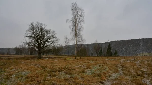 Industrial Winter Landscape Ancient Oak Slender Birch Withered Yellow Grass — Stockfoto