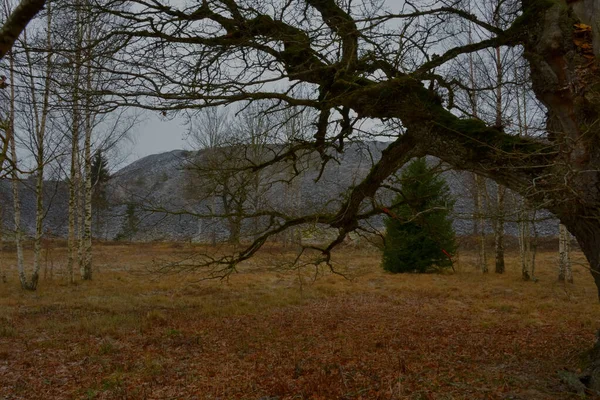 Karsız bir kışta endüstriyel bir manzara, bir zamanlar kutsal bir korulukta bulunan antik bir meşe ağacının kudretli bir dalı atık kaya ve kil atığı zeminine karşı. Karanlık, bulutlu, güzel, nadir kar yağan bir gün..