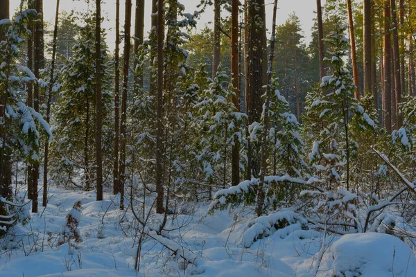 Beautiful Winter Snow Covered Dense Pine Forest Clear Frosty Day — Stockfoto