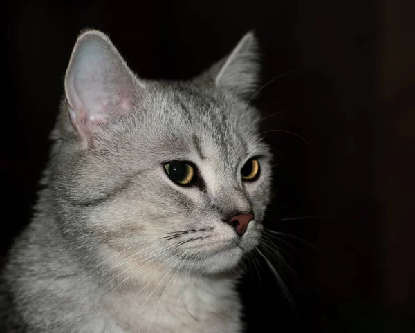 居心地の良い家の暗い背景に美しい猫のクローズアップ エメラルド色の琥珀色の目と黒の境界がはっきりとした赤い鼻を持つ銀のタビーの特徴的な色 パルス照明 — ストック写真