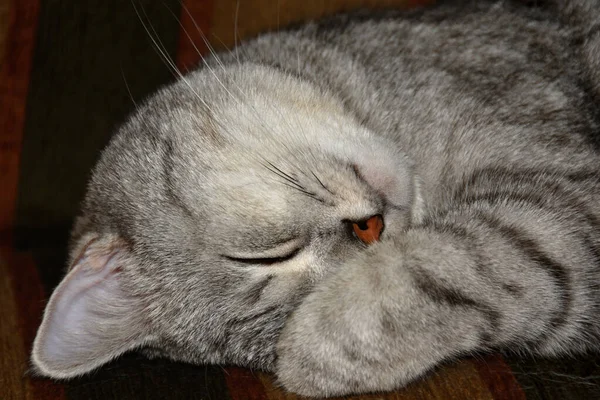 一只漂亮的小威士忌猫的特写镜头 它睡在他最喜欢的沙发垫子上 躲在条纹爪子后面很滑稽 闪光照明 — 图库照片
