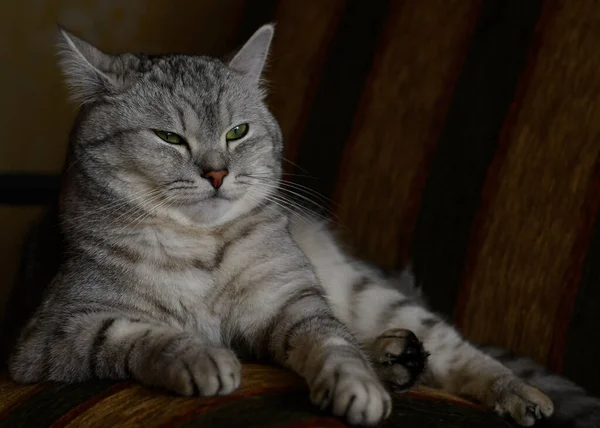 Young British Shorthair Silver Tabby Cat Proudly Lies Her Favorite — Stock Photo, Image