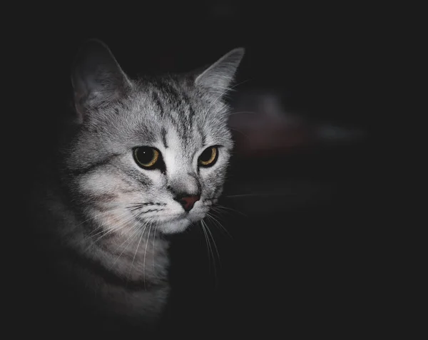 幼猫的肖像 具有英国山猫的特征 头上有字母M 眼睛是琥珀色的 鼻子是红色的 轮廓是黑色的 眼角上有线条 脉冲光 — 图库照片