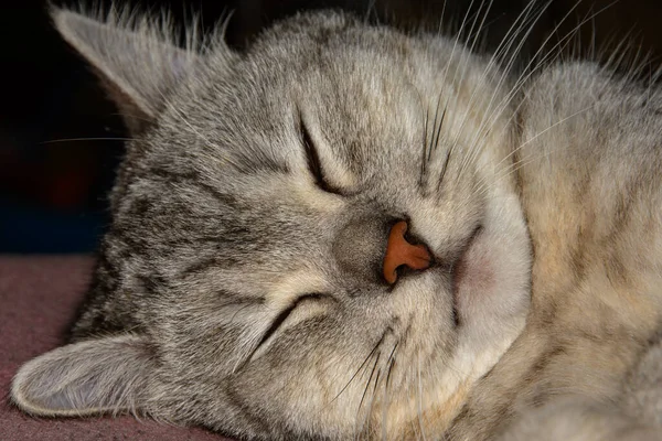 Close Focinho Gato Engraçado Bonito Tabby Dormindo Seu Lado Sonho — Fotografia de Stock