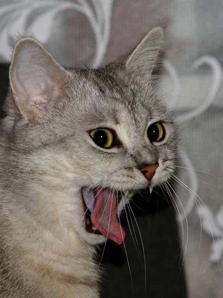 一只可笑的打呵欠的银色胖胖的猫的特写 你可以看到粗糙的粉色舌头 尖牙和可笑的鼓起的胡子的质地 — 图库照片