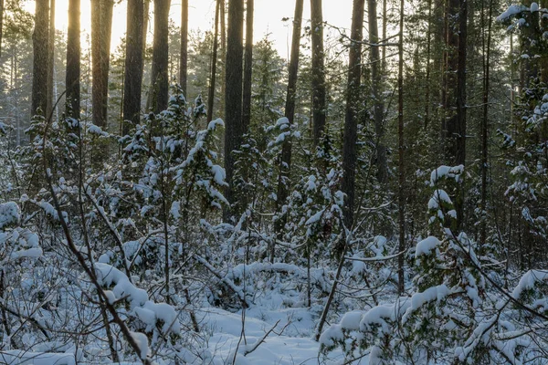 Сказочные Заснеженные Заросли Можжевельника Тени Зимнего Хвойного Леса Немного Света — стоковое фото