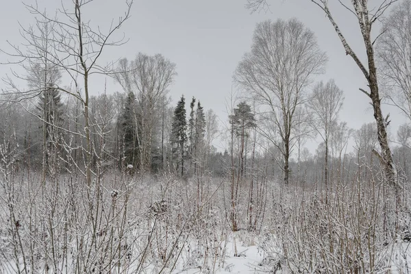 Winterlandschaft Einer Schneebedeckten Waldwüste Überwachsen Mit Jungen Weiden Einsame Birken — Stockfoto