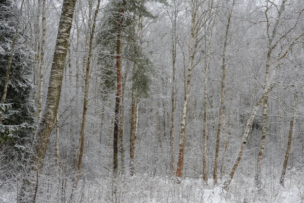 Einem Verschneiten Birkenhain Die Äste Der Bäume Sind Reichlich Mit — Stockfoto