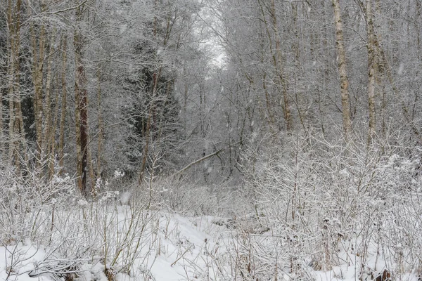 Сказочном Заснеженном Лесу Глубокого Снега Можно Увидеть Березы Ели Покрытые — стоковое фото